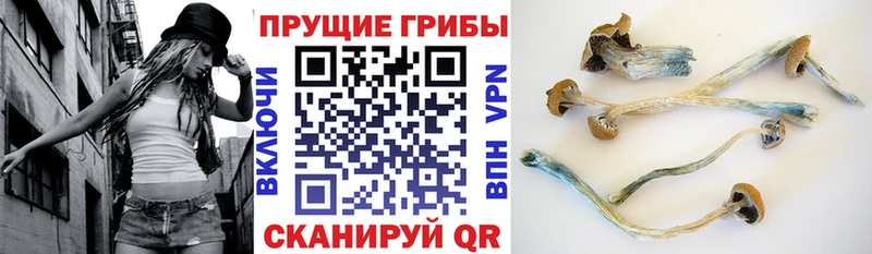 купить наркотик  Россошь  Галлюциногенные грибы мицелий 